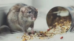 Co může a co nemůže dát krysu